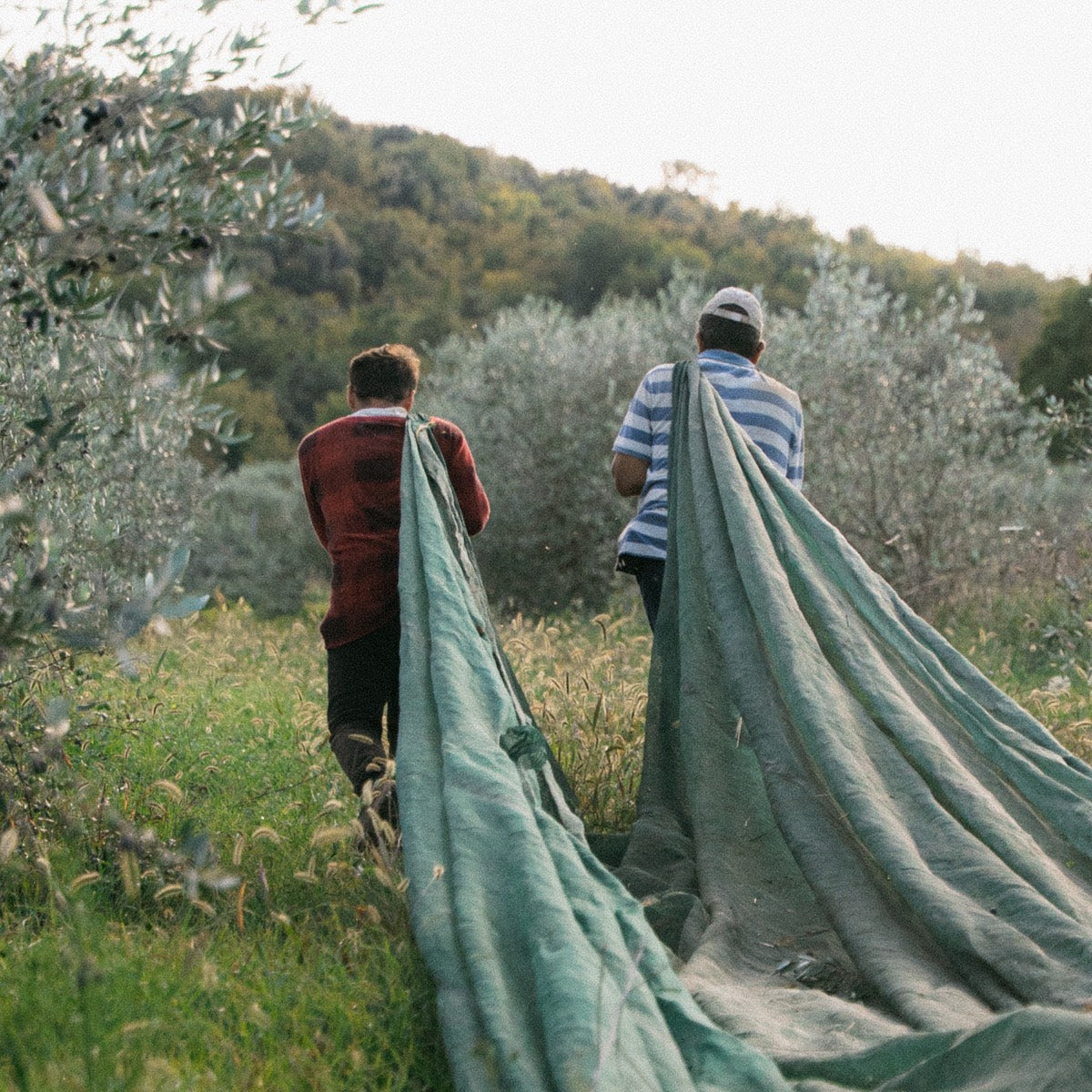 Carrying the harvest nets through the grove