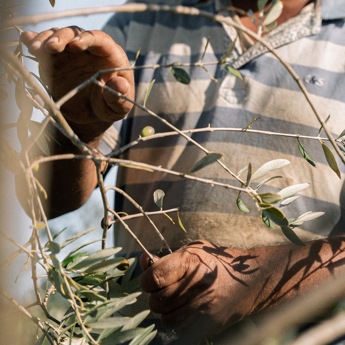 Picking olives by hand
