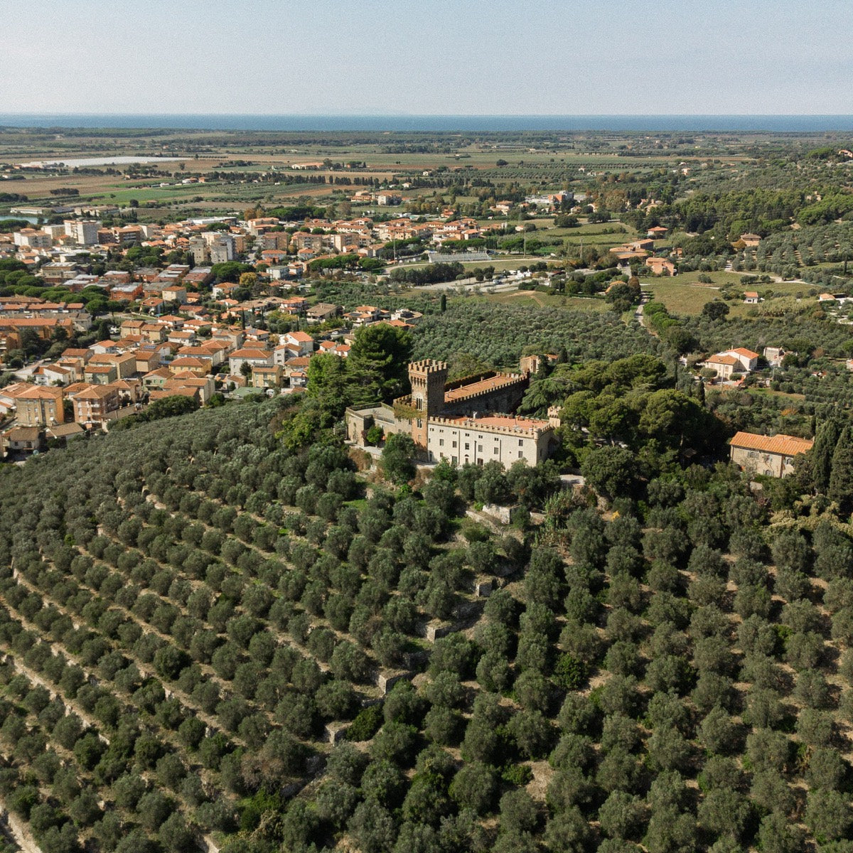 Castle among the olive groves