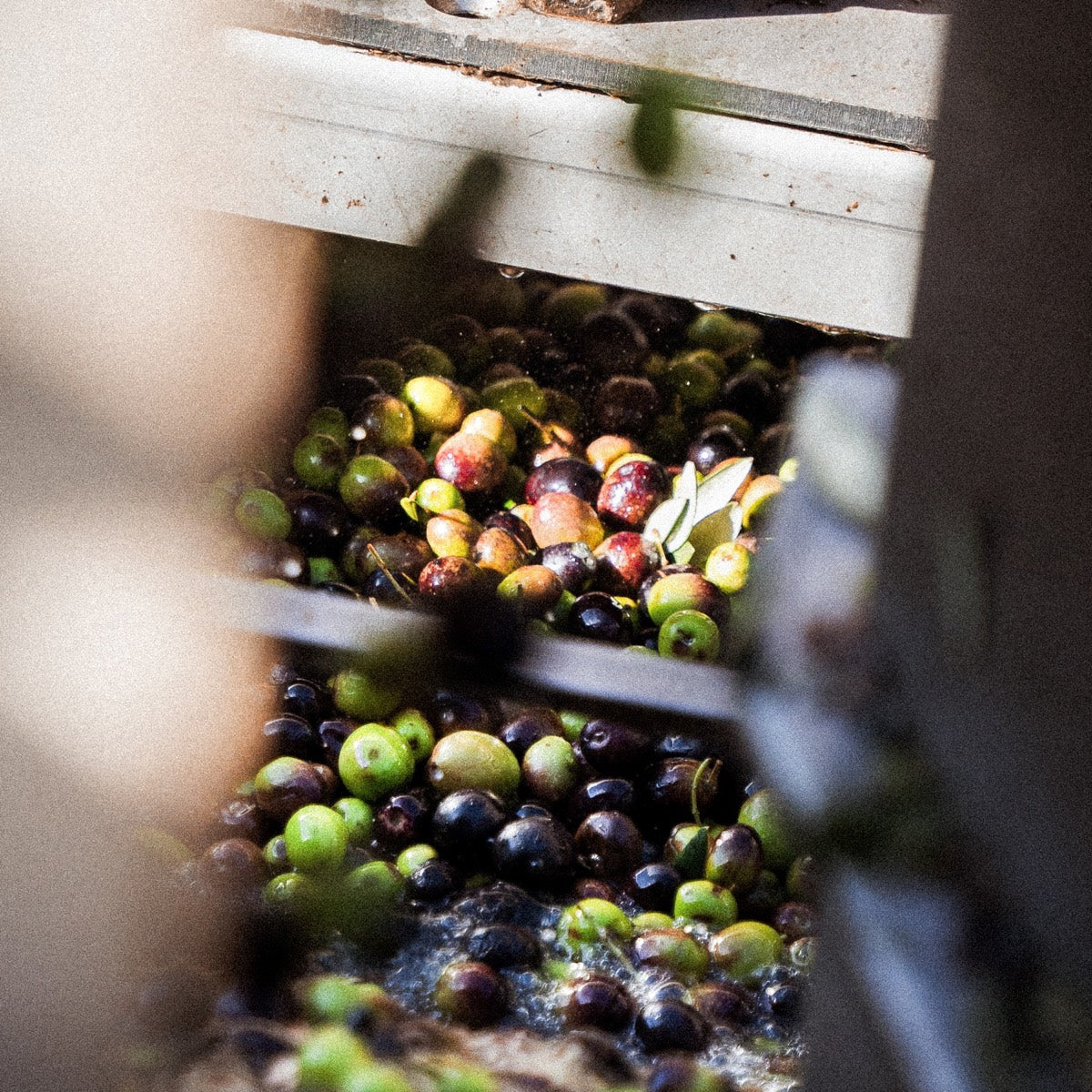 Olives being washed