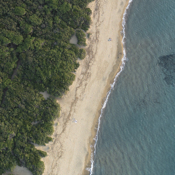 The Maremma coast from above, pine forest meeting sand and sea