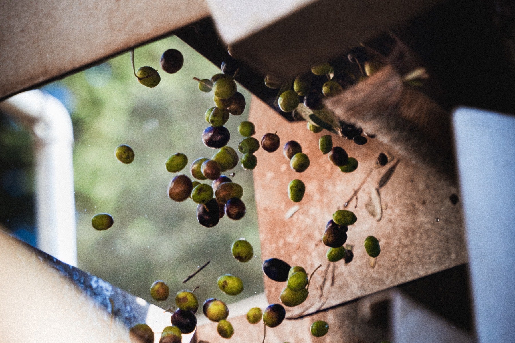 Carrying the harvest, Maremma