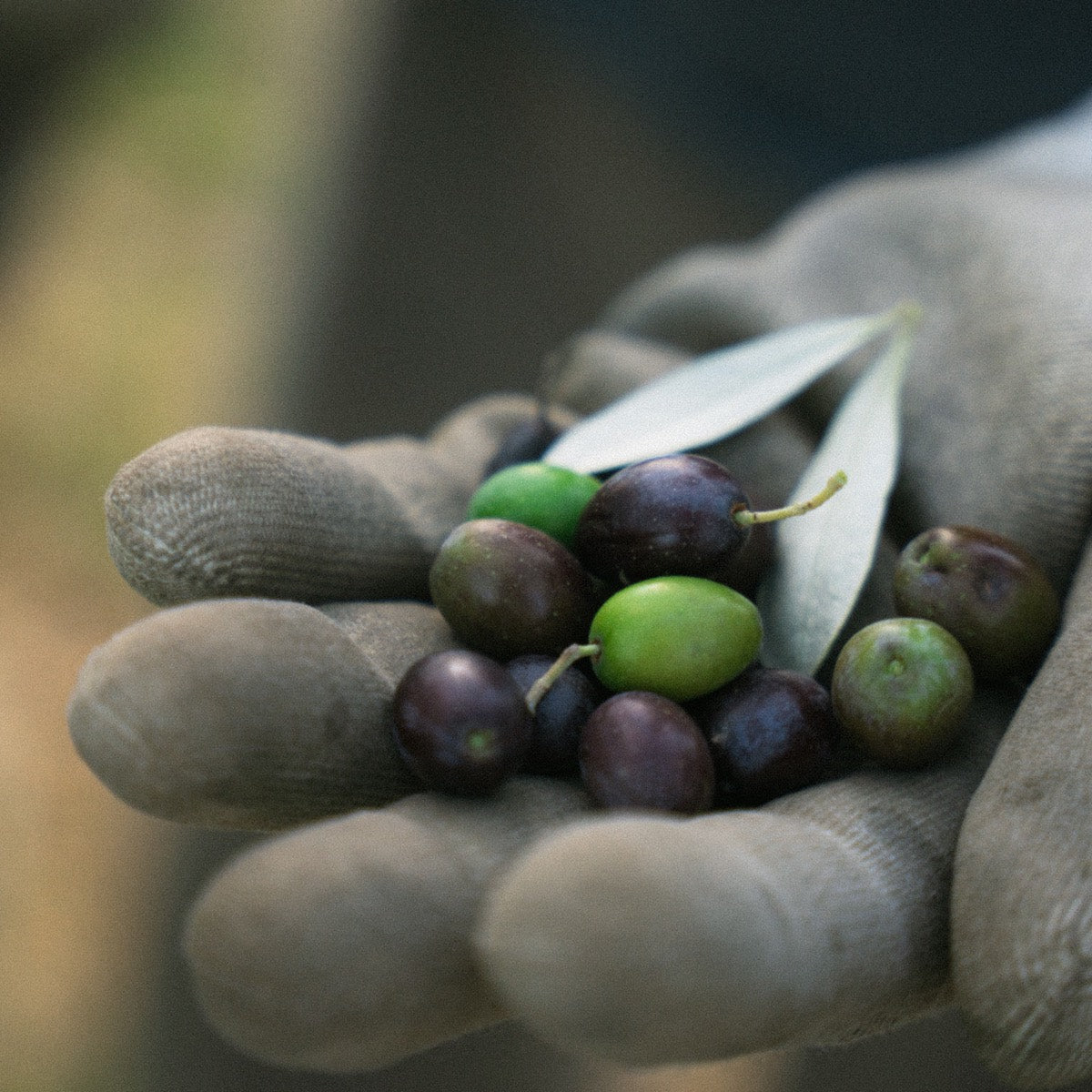 Just-picked olives in hand