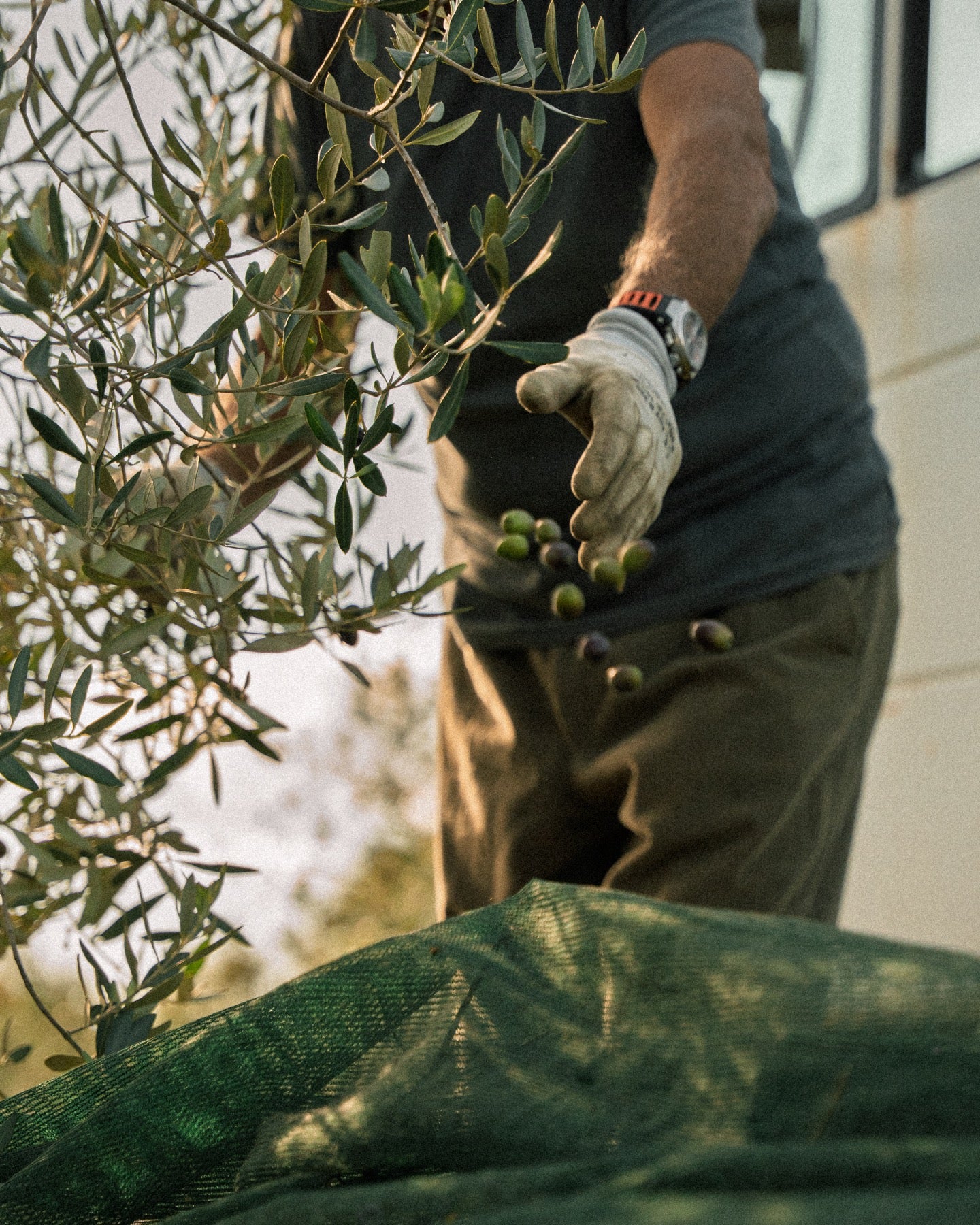 Hand picking