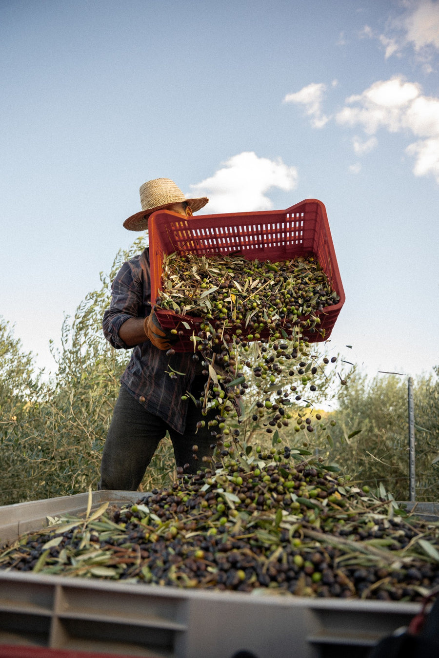 Hand-picked olives poured from a harvest crate at Il Bottaccio